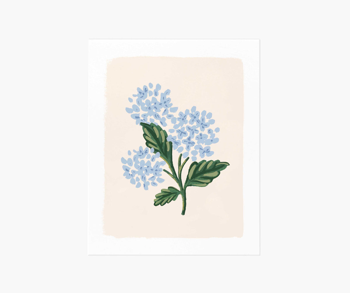 Tracy & Co Hydrangea Bloom Cream Art Print