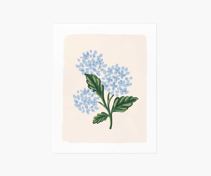 Tracy & Co Hydrangea Bloom Cream Art Print